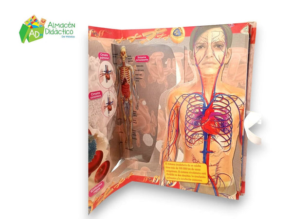 EXPLORANDO EN 3D - EL CUERPO HUMANO